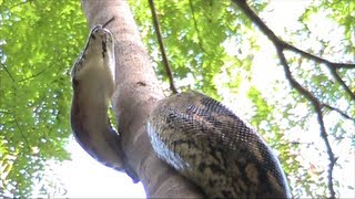 A big Boa snake Madagascar [upl. by Eanel]