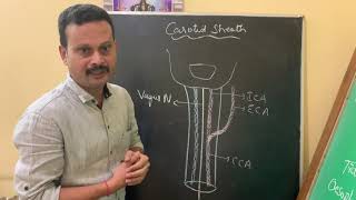 CAROTID SHEATH [upl. by Kassab]