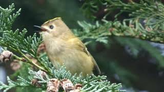 Singing Goldcrest in Fir Tree at Wentworth Gardens [upl. by Bryon]