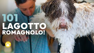 Lagotto Romagnolo 101 [upl. by Reahard]