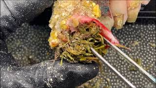 CUT Ingrown Toenails Toenails with Maggots Fungal Toenails  TREATMENT OF Ingrown Toenails N160 [upl. by Lindsay]