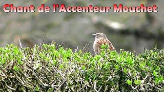 ACCENTEUR MOUCHET  Chant dOiseau en ville dans le bruit [upl. by Spark]