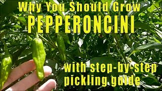 Why You Should Grow Pepperoncini Peppers [upl. by Nayek740]