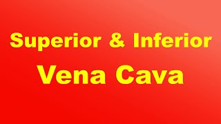 Superior and Inferior Vena Cava I Blood Flow [upl. by Roddie]