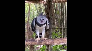 Harpy Eagle harpyeagle birds eaglelovers eagles birdslover animals [upl. by Maribelle]