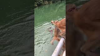 Oranges Dumped in Water Monkeys Delightful Retrieval [upl. by Manthei]