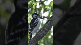 This woodpecker can peck 20 times per second nature shorts [upl. by Anibor]