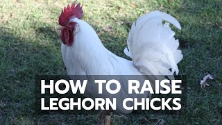 How to Raise Leghorn Chicks [upl. by Milks280]