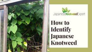 How to Identify Japanese Knotweed  Japanese Knotweed Expert Ltd [upl. by Pihc]