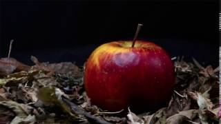 Decomposing apple time lapse [upl. by Drapehs]