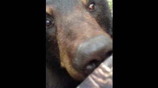 Bear amp Man Face to Face ORIGINAL VIDEO [upl. by Schoenburg110]