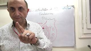 Endocrine pituitary gland 2nd y Part 1 [upl. by Marsh]