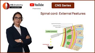 Spinal cord External Features [upl. by Fanchie]