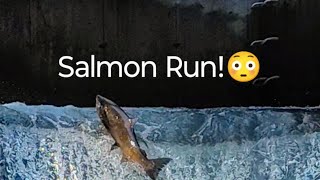 Salmon Run at Bowmanville salmonrun nature fishing shortlive [upl. by Ynaffi]