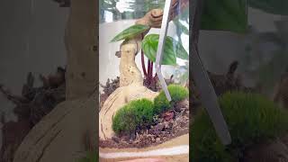 Watch full video for tutorial tutorial moss terrarium plants diy howto [upl. by Chadwick743]