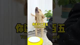 【旺仔很忙🐶Wangzai is busy】这狗子玩不起，骂得还真难听This dog cant handle it and the scolding is really harsh [upl. by Gile]