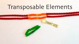 Transposable Elements [upl. by Eyk]