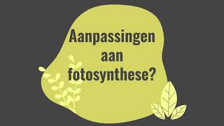 Fotosynthese functies plantendelen [upl. by Eylrac]