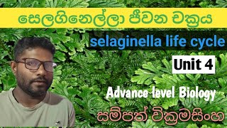 selaginella ජීවන චක්‍රය advancedlevelsinhala lycophyta biology [upl. by Eniarda]