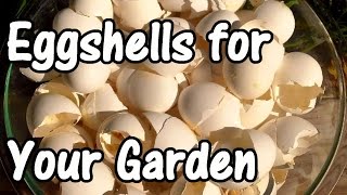 2 Min Tip How We Use Eggshells in Our Garden Eggshell Calcium [upl. by Heller23]