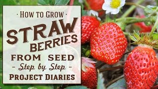 ★ How to Grow Strawberries from Seed A Complete Step by Step Guide [upl. by Doownelg635]