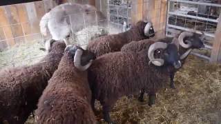 Sheep Shearing at Black Sheep Hill Farm [upl. by Hterrag]