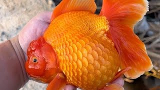 goldfish fish video  Top Varieties amp Vibrant Colors goldfish fish tank  goldfish breeding farm [upl. by Wetzel694]