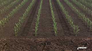 Subsurface drip irrigation for corn by Netafim [upl. by Allegra119]