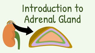 Introduction to Adrenal Gland [upl. by Gold548]