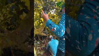 VlogPlanting a vegetable loved by Cameronians and Nigerians [upl. by Sapphera]