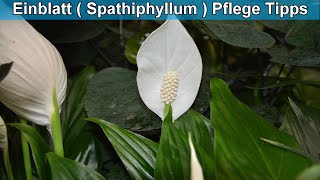 Einblatt Zimmerpflanze Spathiphyllum Pflege Tipps – Einblatt richtig pflegen Anleitung [upl. by Barkley]