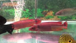 Red Pike Cichlids For Sale  XLSized [upl. by Oiciruam]