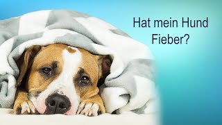 Wie erkenne ich ob mein Hund Fieber hat [upl. by Intirb]