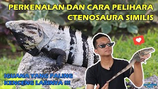 Tips Merawat sekalian Kenalan sama Black Spinytailed Iguana Ctenosaura similis IGUANA SANGARR [upl. by Bodkin682]