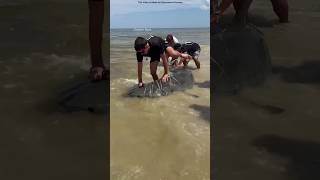 Group Saves Sharks Life shortsvideo [upl. by Nelleh]