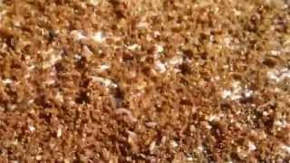 NWNJBA Video Short  Small Hive Beetle Larvae on the bottom board [upl. by Nitreb419]