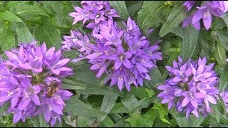 Campanula glomerata  Glockenblume Bellflower [upl. by O'Kelly]