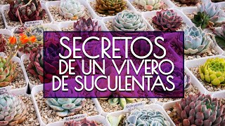 VIVERO SUCUPRIMAVERA Una colección única de suculentas [upl. by Suoirrad510]