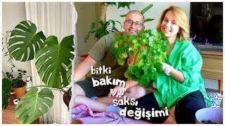 FAIL DOLU SAKSI DEÄÄ°ÅÄ°MÄ° I BÄ°TKÄ° BAKIMI I KAKTÃœS SUKULENT PÄ°LEA [upl. by Gnouhk]