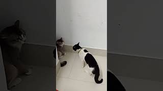 Cat Growling and Hissing  Angry cat [upl. by Lamarre]