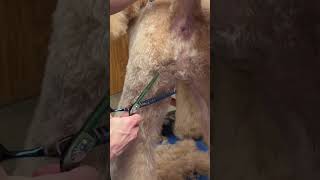 Goldendoodle dog grooming goldendoodle [upl. by Fira]