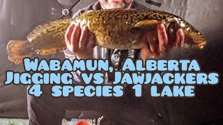 4 Species 1 Lake Ice Fishing Wabamun Alberta Underwater footage 2324 [upl. by Meggi]