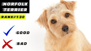 Norfolk terrier Pros And Cons [upl. by Cecilius888]