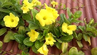 Allamanda plant Not Floweringयह 4 Nursery के Secrets लाएंगे आपके Allamanda पे ढेर सारे फूल [upl. by Anigger]