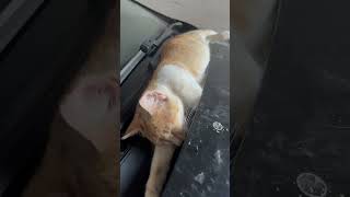 Adorable Cat Sleeping Peacefully on My Car  Cat Lovers Delight [upl. by Essila176]