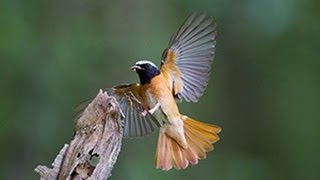 BTO Bird ID  Redstarts [upl. by Alair]