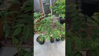 Muntingia calabura Strawberry treeJamaican cherry update [upl. by Nivad588]