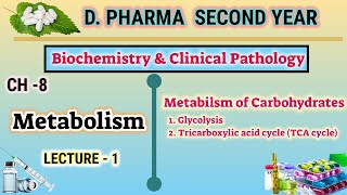 Glycolysis and TCA cycle  CH8  L1  Biochemistry  Metabolism  DPharm second year [upl. by Jereme221]