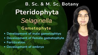 Pteridophyta  Selaginella  Gametophyte  Botany  B Sc amp M Sc [upl. by Ariayek]