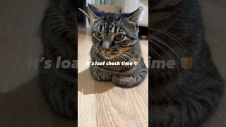 It’s loaf check time 🍞😽shorts funny cat [upl. by Nner]